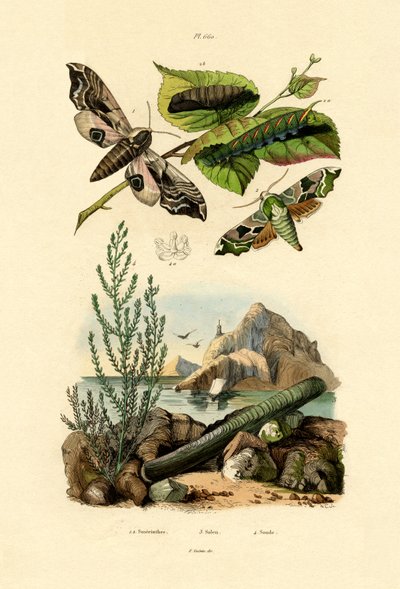 Polilla de la cal de French School