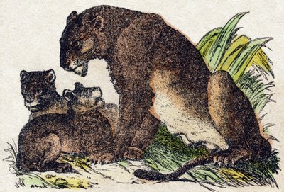 Leona. Grabado en “Alfabeto de animales salvajes”. 9ª Serie. Imágenes de Epinal, Pellerin, impresor-editor, circa 1870. Colección privada. de French School