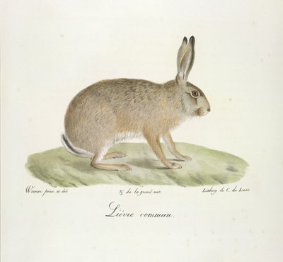 Liebre común, liebre común, de la historia natural de los mamíferos (litografia en color) de French School