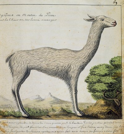 Llama, Perú, acuarela del libro de bitácora de Jacques Gouin de Beauchesne, capitán de la Compagnie royale de la Mer du Sud, de 1698 a 1701, Francia de French School