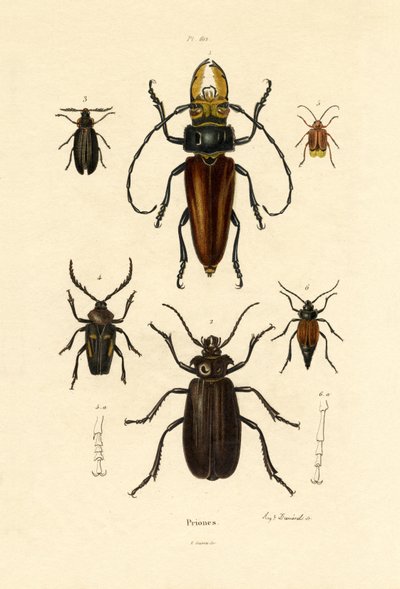 Escarabajos de cuernos largos de French School