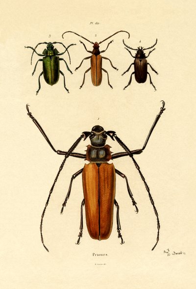 Escarabajos de cuernos largos de French School