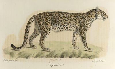 Leopardo, macho. Un leopardo macho, de 
