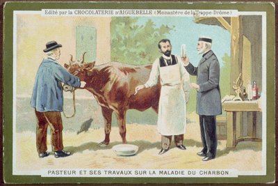 Louis Pasteur (1822-95) investigando el ántrax, tarjeta publicitaria de la Chocolaterie d