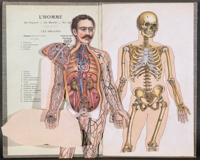 El hombre, sus órganos, sus músculos y su esqueleto, de Anatomie Elementaire por Dr. Lelievre de French School