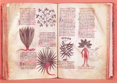 Mandrágora, de un tratado de Dioscórides (40-90 d.C.) de French School