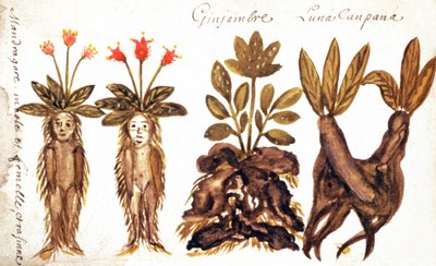 Mandrágora, jengibre, Luna Campana de French School