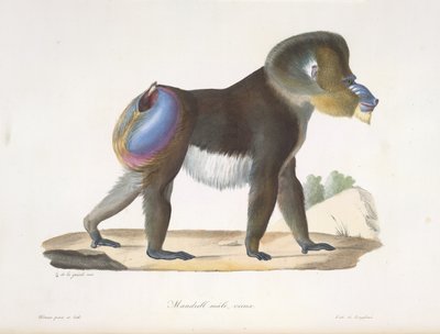 Mandril, macho, viejo. Un viejo babuino mandril, de Natural History of Mammals (litografia en color) de French School