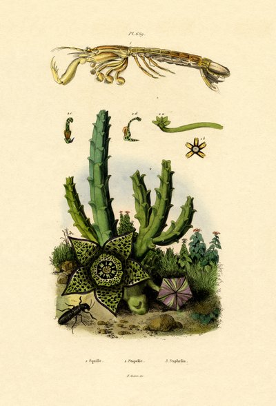 Camarón mantis de French School