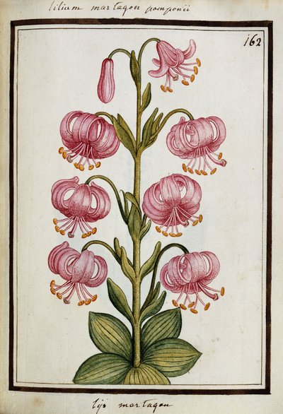 Lirio Martagón, c.1700 de French School