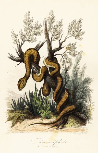 Víbora de Martinica, Bothrops lanceolatus de French School