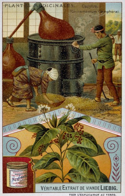 Plantas medicinales: alcanfor; preparación de alcanfor en Japón - Cromo Liébig, c.1900 de French School