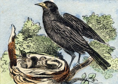 Mirlo. Grabado en "Buffon Alphabet des Oiseaux n 2". 3ª Serie N 2. Imágenes de Epinal, Epinal, finales del siglo XIX. 16 páginas. de French School