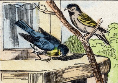 Carbonero. Grabado en "Buffon Alphabet des Oiseaux n 1". 3ª Serie N 1. Imágenes de Epinal, Epinal, finales del siglo XIX. 16 páginas. de French School