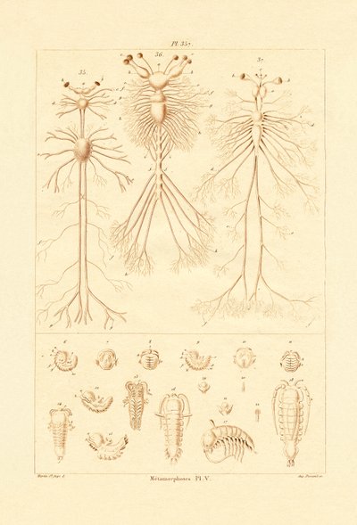 Metamorfosis de French School