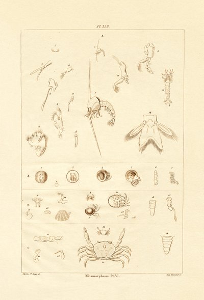 Metamorfosis de French School