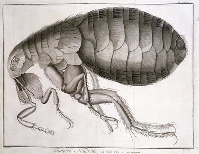 Microscopio - en "Enciclopedia", Diderot y d