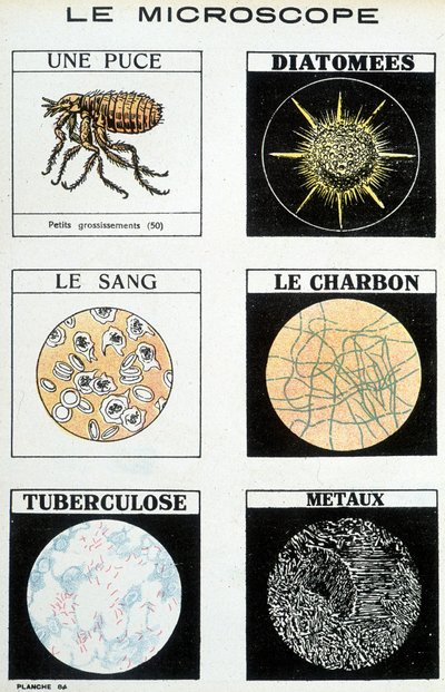 Microscopios: una pulga, diatomeas, sangre, carbón, tuberculosis, metales de French School