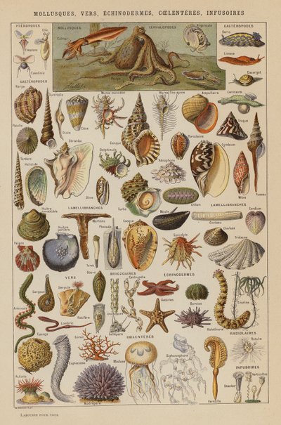 Moluscos, Gusanos, Equinodermos, Coelenterios, Infusorios (litografía en color) de French School