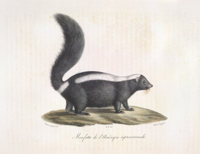 Zorrillo. Skunk, de Natural History of Mammals (litografia en color) de French School
