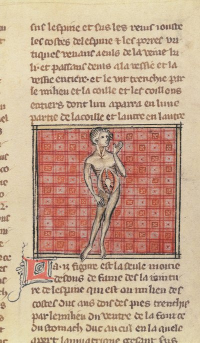 Ms 2030 fol.29 Figura anatómica, de La Chirurgie de Maitre Henri de Mondeville de French School