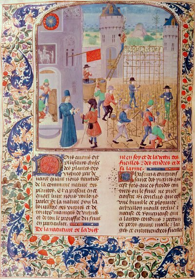 Ms 5064 fol.68v Trabajando en el Viñedo, de Livre des Prouffitz Champestres por Pietro de Crescenzi (1230-1321) de French School