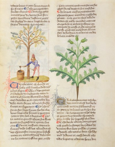 Ms. De Diversis Herbis por Dioscórides, fol.165r Extrayendo Trementina de French School