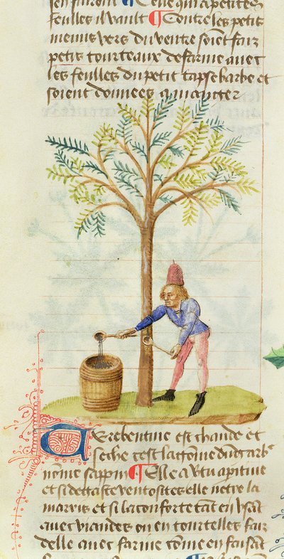 Recolección de trementina, del Gran Herbario por Pedanius Dioscorides (c.40-90 d.C.) de French School