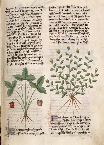 Ms Est 28 M 5.9 fol.75r Planta de fresa, de 