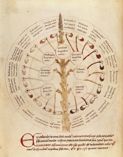 Ms Lat 11229 fol.19r Tabla para análisis de orina, de Petit Traite d