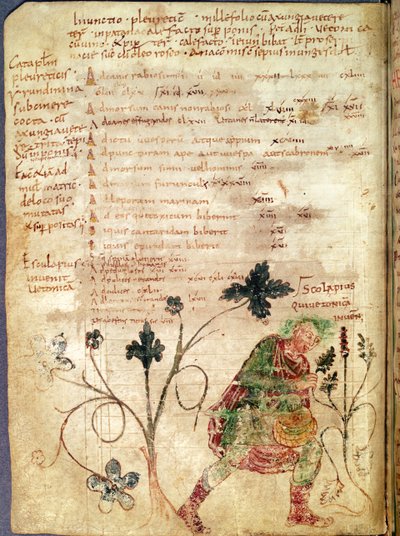Ms Latin 6862 fol.18v Esculapio descubriendo la betónica, de un manuscrito por Antonius Musa (63 AC-14 DC) de French School