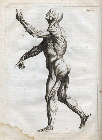 Músculos humanos - grabado en "Abstract Anatomy, accommodated to the arts of painting and sculpture" - "Abrege d