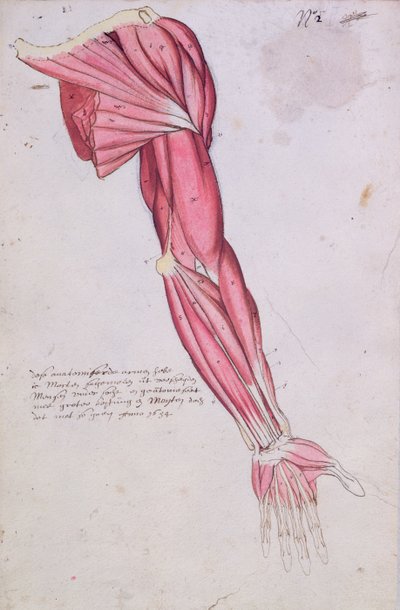 Musculatura del brazo y el hombro, 1634 de French School