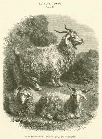 Museo de historia natural, Cabras de Angora (grabado) de French School