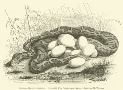 Museo de historia natural, Incubación de un Pitón de dos rayas de French School