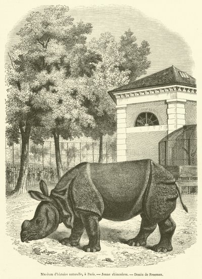 Museo de historia natural, en París, Joven rinoceronte de French School