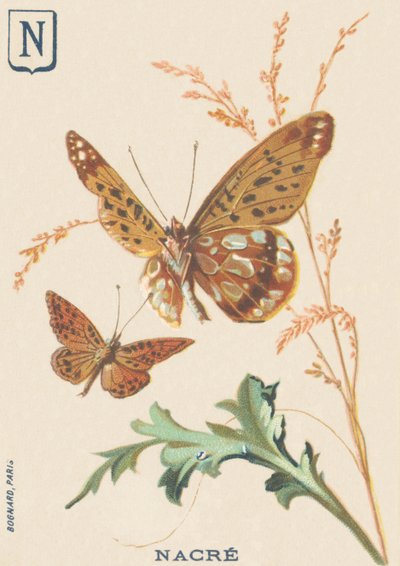 N: Madreperla (Fabriciana adippe o Gran Madreperla) de French School