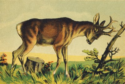 N Nangueur (nombre vulgar del antílope Lama) de French School