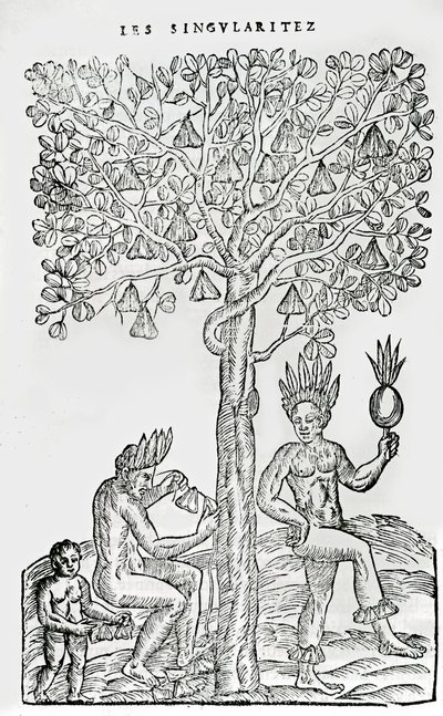 Nana fuit, planta medicinal, ilustración de Singularidades de Francia Antártica, por André de Thevet, 1558 de French School