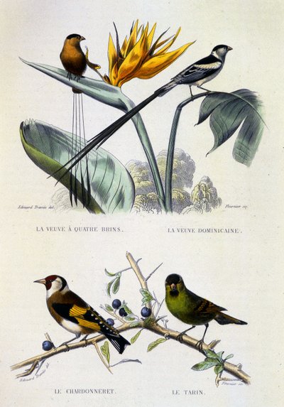 Placa de Historia Natural: Aves: La Veuve a four strands, La Veuve dominique, Le chardonneret, Le Tarin - obras de Buffon, tomo V, s. XIX. de French School
