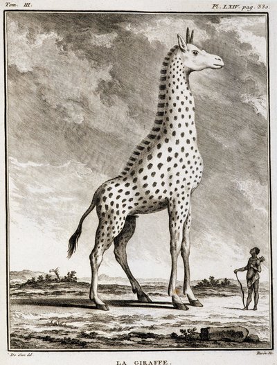 Historia Natural: La Jirafa - en "Historia Natural, General y Particular" de Buffon de French School