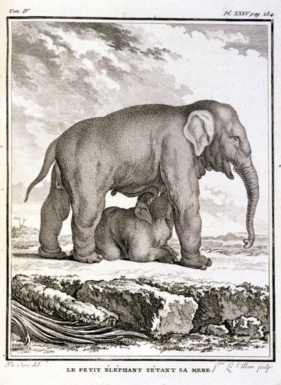 Historia Natural: El pequeño elefante burlándose de su madre - en "Historia Natural, General y Particular" de Buffon de French School