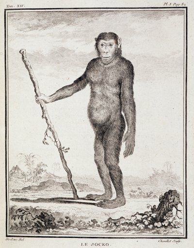 Lámina de Historia Natural: El jocko - en "Historia Natural, General y Particular" de Buffon de French School