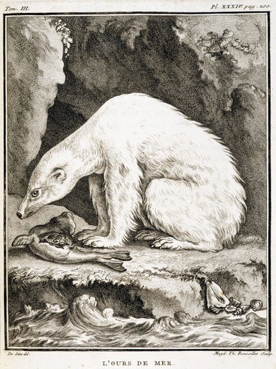 Tablero de historia natural: El oso marino alimentándose de una foca - en "Historia natural, general y particular" de Buffon de French School