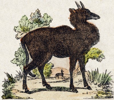 Nyl-ghau (Nyl ghau, animal indio). Grabado en “Alfabeto de animales salvajes”. 9ª Serie. Imágenes de Epinal, Pellerin, impresor-editor, circa 1870. Colección privada. de French School
