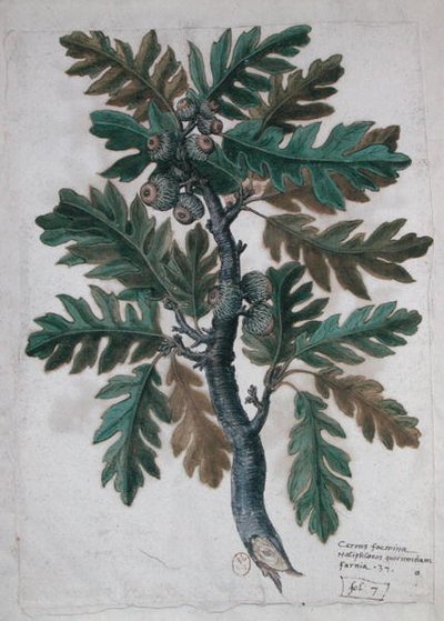 Rama de roble de French School