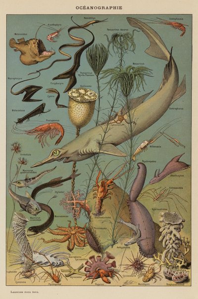 Oceanografía (litografía en color) de French School