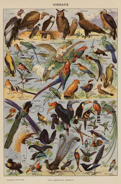 Pájaros (litografía en color) de French School
