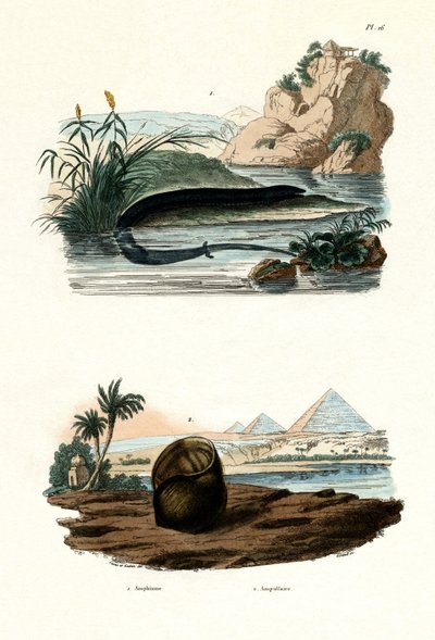 Amphiuma de un dedo, 1833-39 de French School