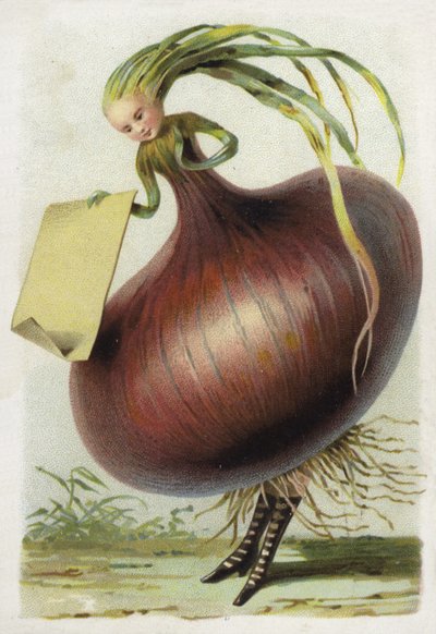 Cebolla de French School